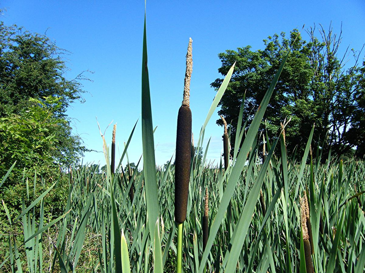 معرفی و راهنمای پرورش گیاهان زینتی فضای باز - لوئی